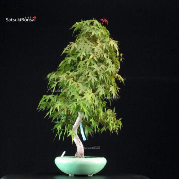 Acero Palmato Yamamomiji - immagine 2