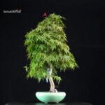 Acero Palmato Yamamomiji - immagine 3