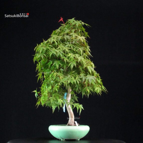 Acero Palmato Yamamomiji - immagine 3