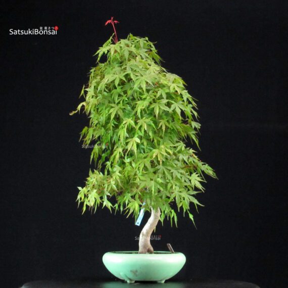 Acero Palmato Yamamomiji - immagine 4