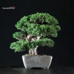 Juniperus Chinensis Itoigawa - immagine 2