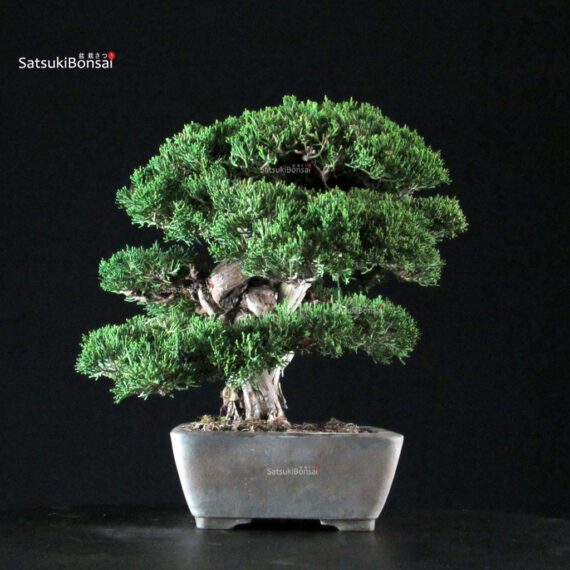 Juniperus Chinensis Itoigawa - immagine 2