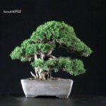 Juniperus Chinensis Itoigawa - immagine 3