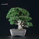Juniperus Chinensis Itoigawa - immagine 4