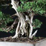 Juniperus Chinensis Itoigawa - immagine 5