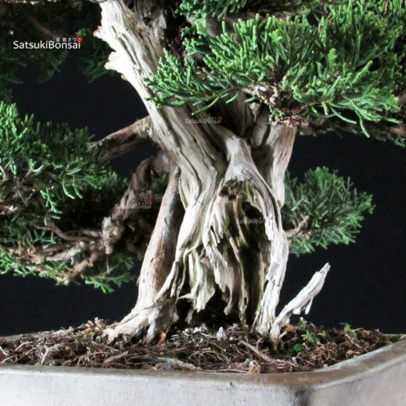 Juniperus Chinensis Itoigawa - immagine 5