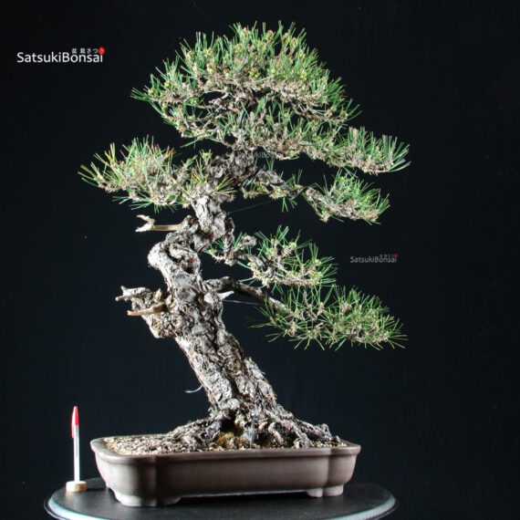 Pinus Thunbergii Kuromatsu - immagine 5