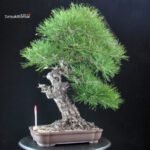 Pinus Thunbergii Kuromatsu