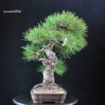 Pinus Thunbergii Kuromatsu - immagine 2
