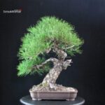 Pinus Thunbergii Kuromatsu - immagine 3