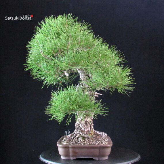 Pinus Thunbergii Kuromatsu - immagine 4