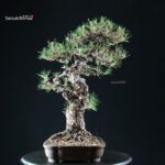 Pinus Thunbergii Kuromatsu - immagine 2