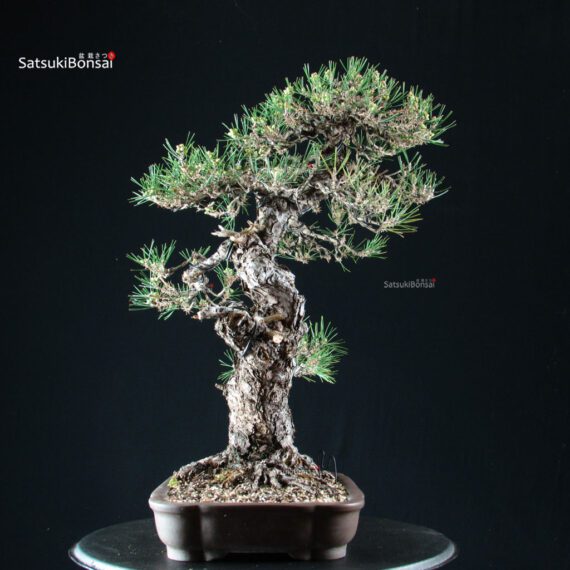 Pinus Thunbergii Kuromatsu - immagine 2
