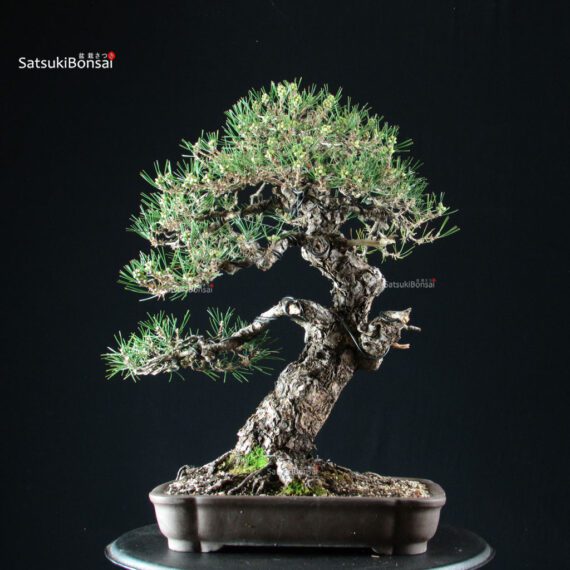 Pinus Thunbergii Kuromatsu - immagine 3