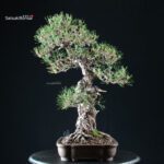 Pinus Thunbergii Kuromatsu - immagine 4