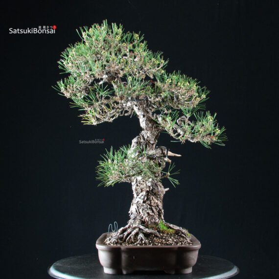 Pinus Thunbergii Kuromatsu - immagine 4
