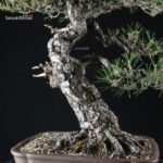 Pinus Thunbergii Kuromatsu - immagine 5