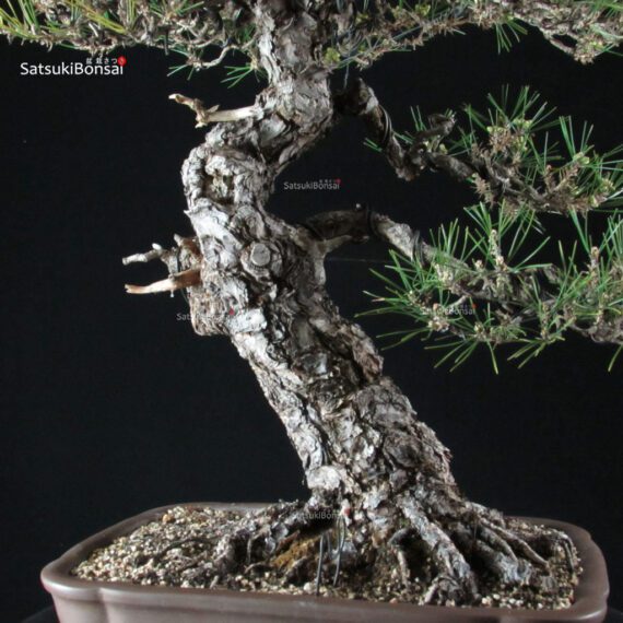 Pinus Thunbergii Kuromatsu - immagine 5