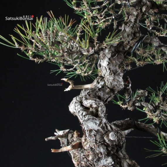 Pinus Thunbergii Kuromatsu - immagine 6