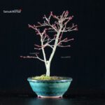 Acero Palmato Kiyohime - immagine 2