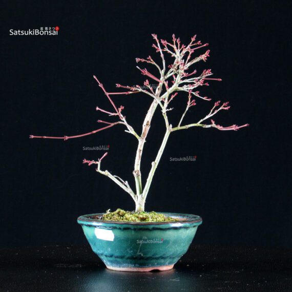 Acero Palmato Kiyohime - immagine 4