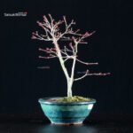 Acero Palmato Kiyohime - immagine 3