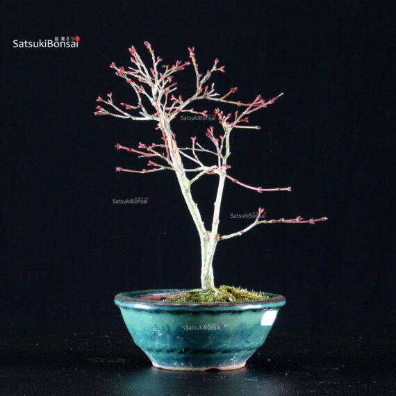 Acero Palmato Kiyohime - immagine 3