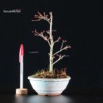 Acero Palmato Kiyohime