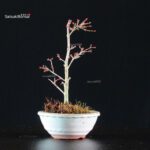 Acero Palmato Kiyohime - immagine 4