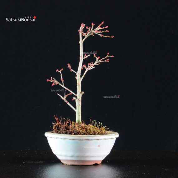 Acero Palmato Kiyohime - immagine 4