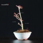 Acero Palmato Kiyohime - immagine 3