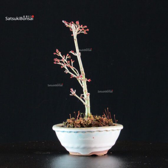 Acero Palmato Kiyohime - immagine 3