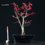 Acero Palmato Deshojo