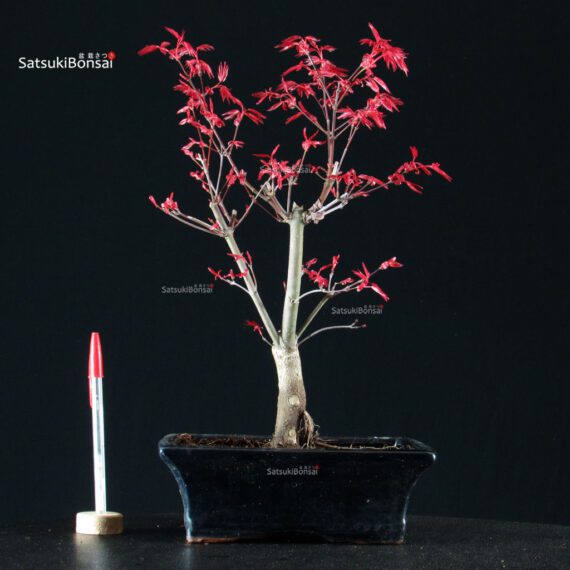 Acero Palmato Deshojo - immagine 1