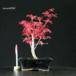 Acero Palmato Deshojo