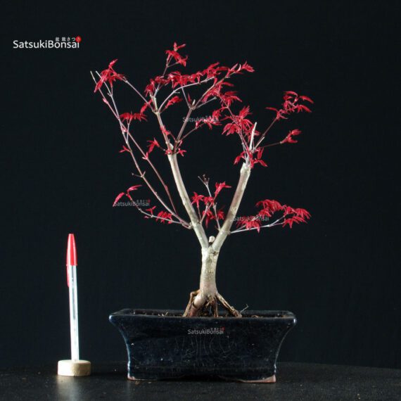 Acero Palmato Deshojo - immagine 1