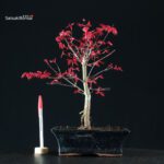 Acero Palmato Deshojo