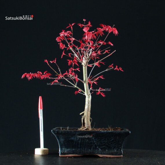 Acero Palmato Deshojo - immagine 1