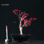 Acero Palmato Deshojo