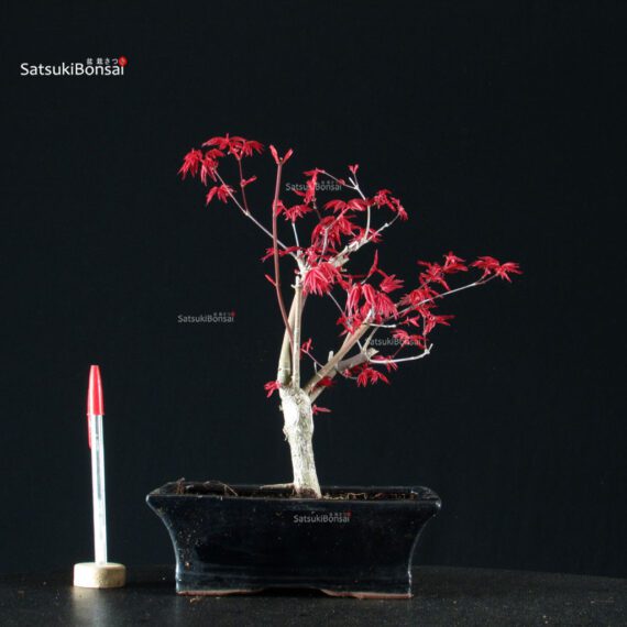 BCE-501-4-Acer-deshojo Acero Palmato Deshojo - immagine 1