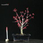 Acero Palmato Deshojo