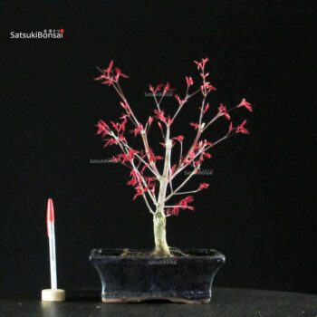 Acero Palmato Deshojo