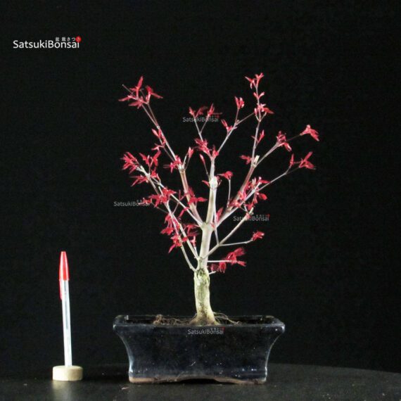 Acero Palmato Deshojo - immagine 1