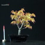 Acero Palmato Katsura