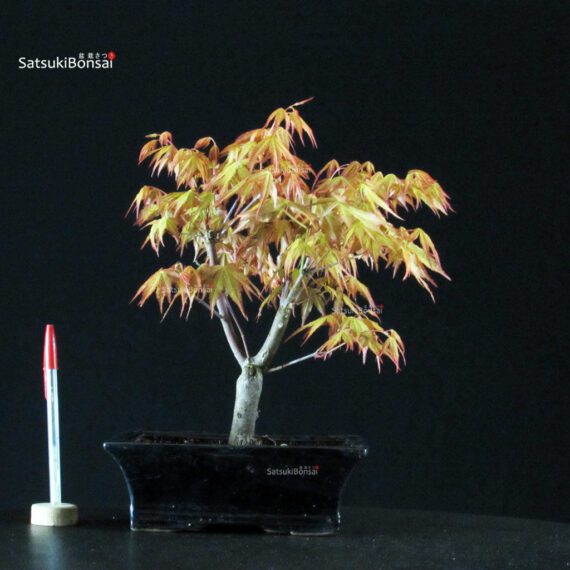 Acero Palmato Katsura - immagine 1