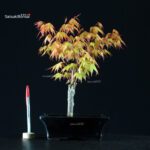 Acero Palmato Katsura