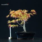 Acero Palmato Katsura