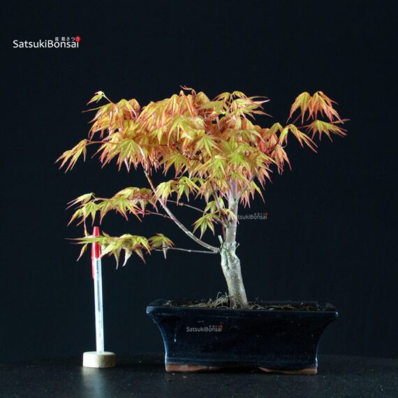 Acero Palmato Katsura - immagine 1