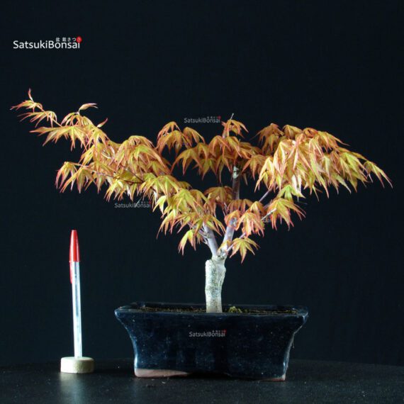 Acero Palmato Katsura - immagine 1