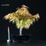 Acero Palmato Katsura